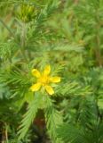 Potentilla conferta