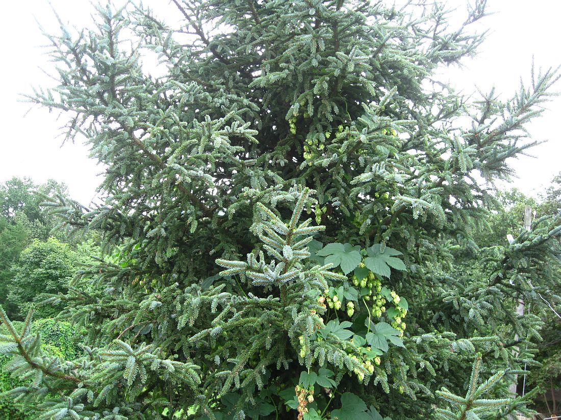 Изображение особи Picea glehnii.