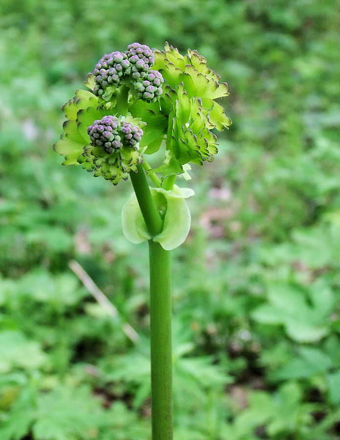 Изображение особи Thalictrum contortum.