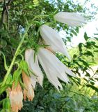 Campanula latifolia. Верхушка соцветия (белоцветковая форма). Архангельская обл., Вельский р-н, окр. пос. Усть-Шоноша, окраина свалки. 21.07.2011.