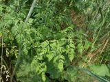 Conium maculatum. Нижние листья. Ростовская обл., дельта Дона, окр. г. Азов. 19 июня 2011 г.