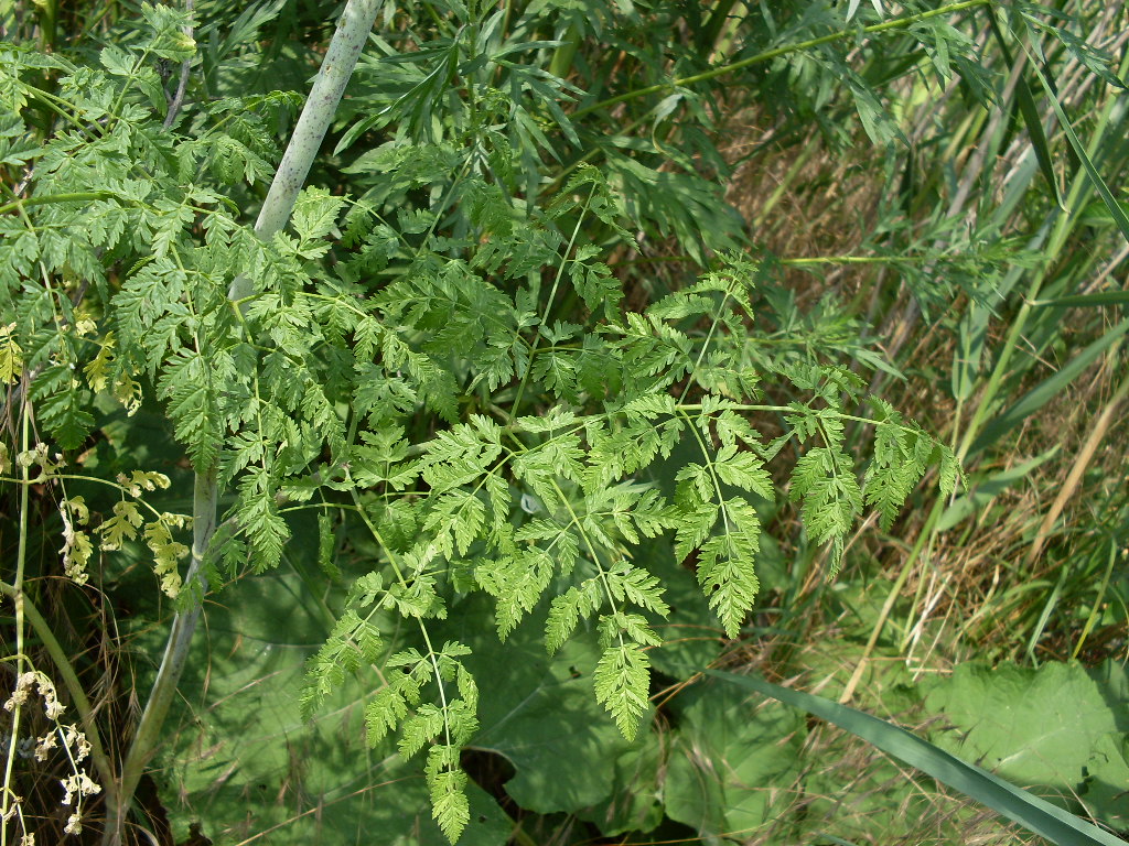 Изображение особи Conium maculatum.