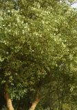 Populus ariana