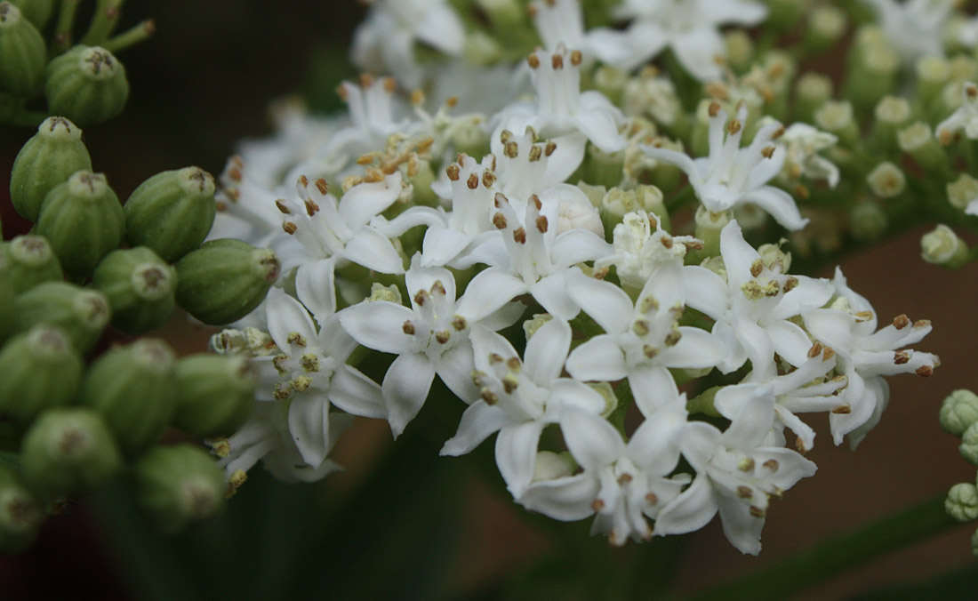 Image of Sambucus ebulus specimen.