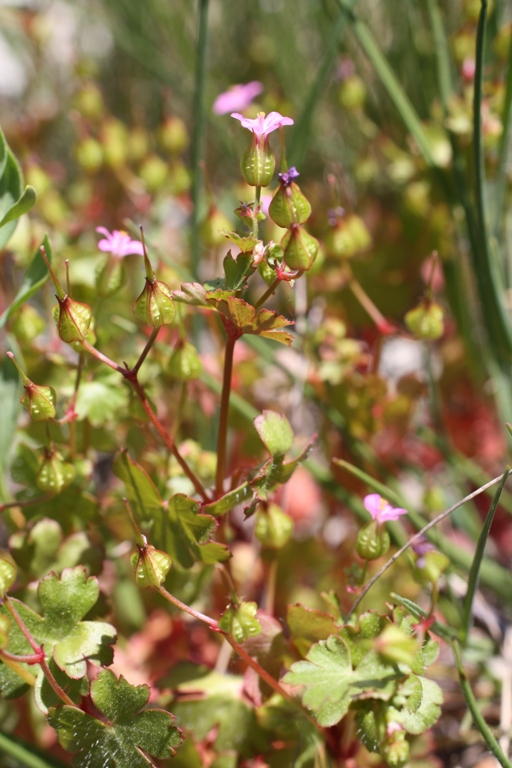 Изображение особи Geranium lucidum.