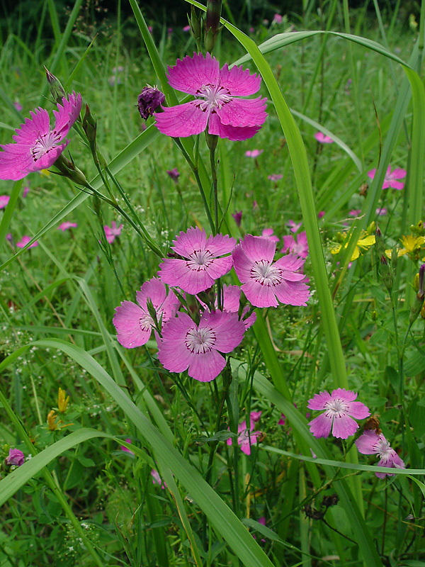 Image of Dianthus fischeri specimen.