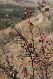 Cotoneaster oliganthus. Верхушка плодоносящего растения. Узбекистан, Ташкентская обл., зап. отроги Чаткальского хр., ур. Чимган, Песочный перевал. 10.09.2011.