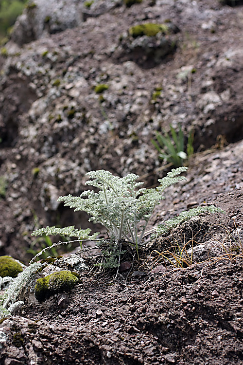 Image of familia Apiaceae specimen.