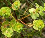 Euphorbia petrophila. Верхушка растения с соцветиями - циатиями. Ростовская обл., Куйбышевский р-н, окр. с. Лысогорка, на меловом склоне. 17.07.2011.