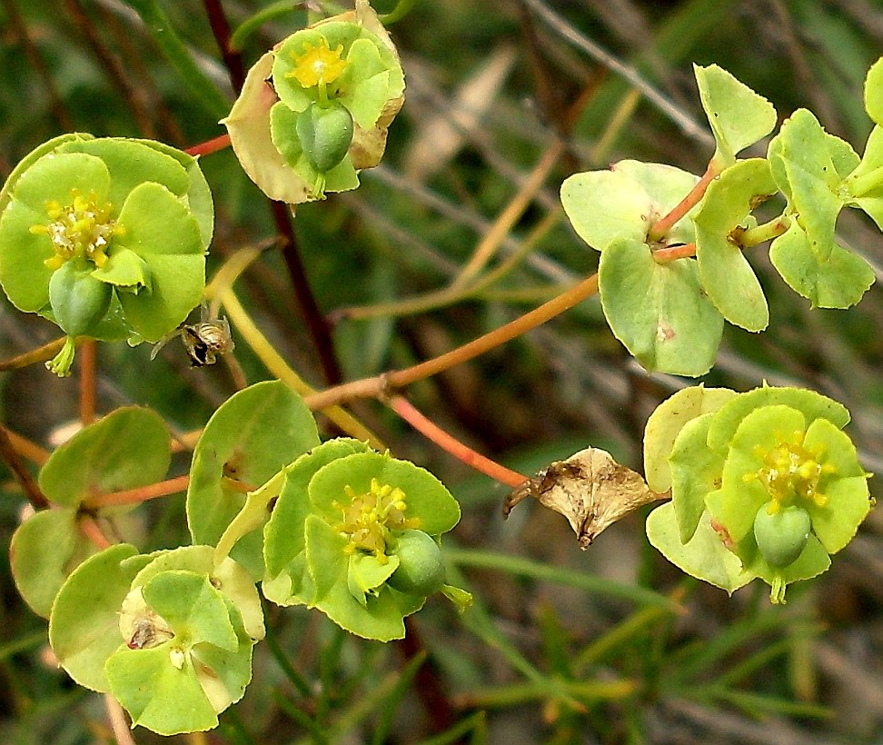 Изображение особи Euphorbia petrophila.