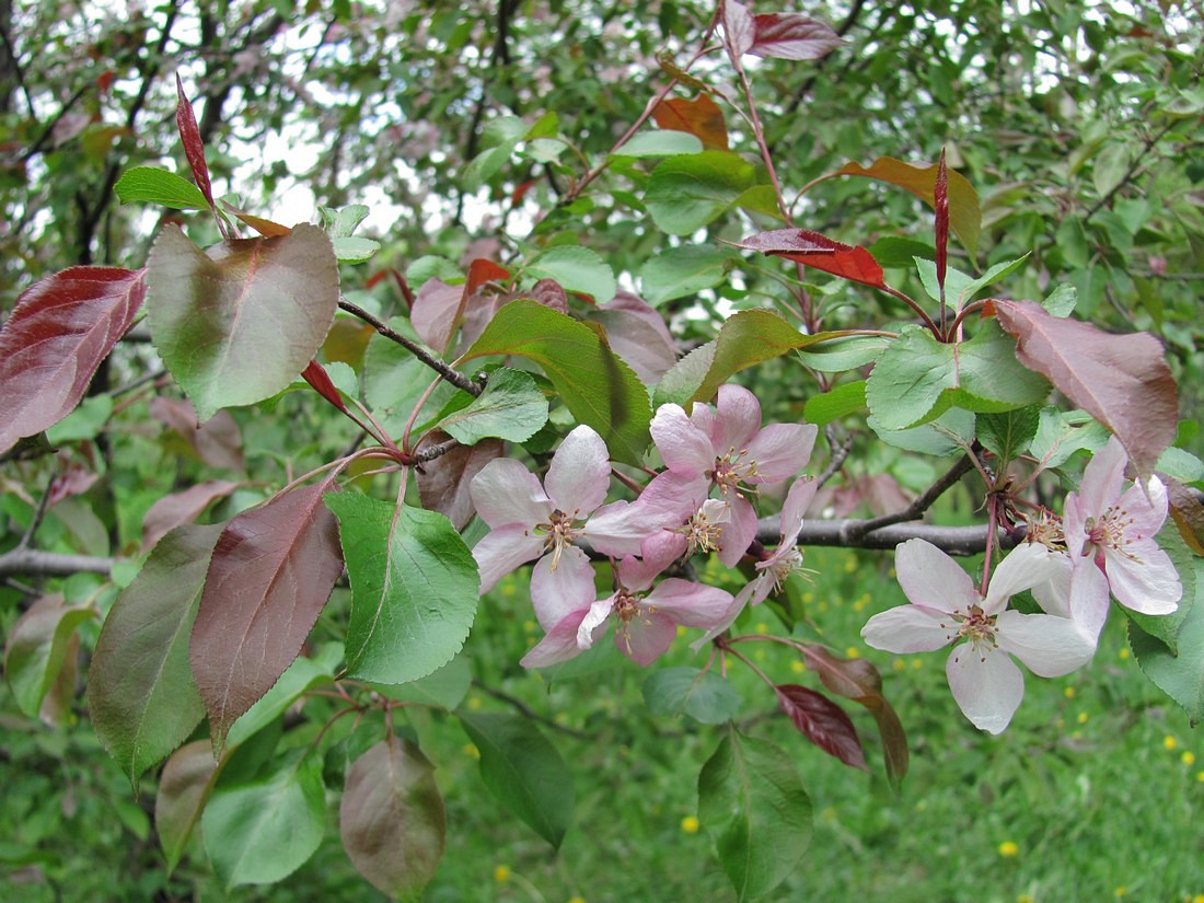 Изображение особи Malus niedzwetzkyana.