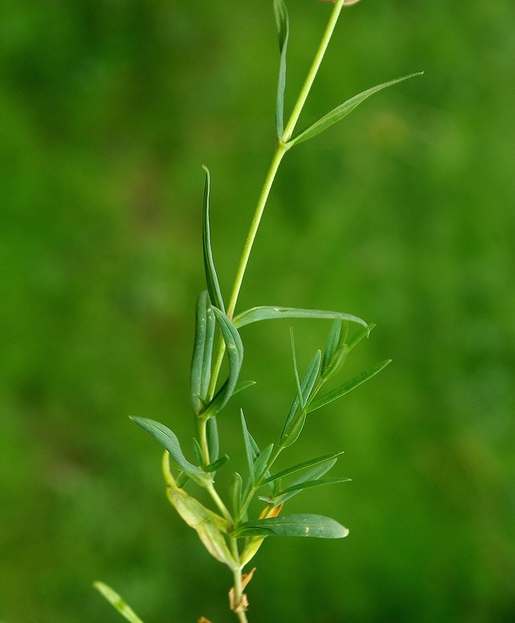 Image of Cerastium bungeanum specimen.