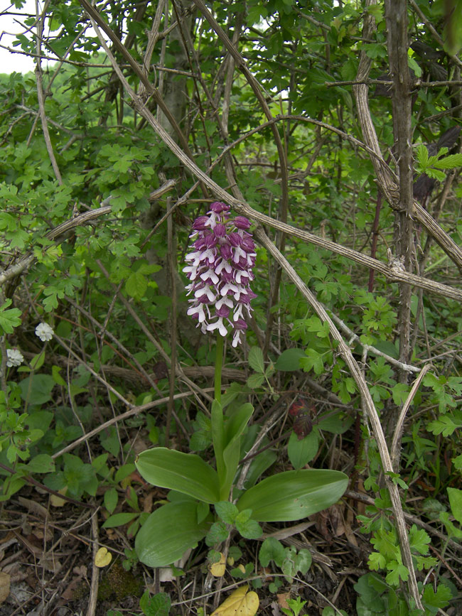 Изображение особи Orchis purpurea ssp. caucasica.