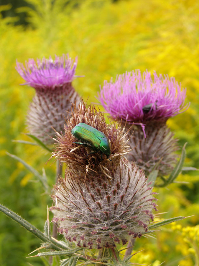 Image of Cirsium polonicum specimen.