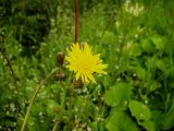 Sonchus подвид uliginosus