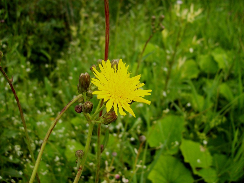 Image of Sonchus arvensis ssp. uliginosus specimen.