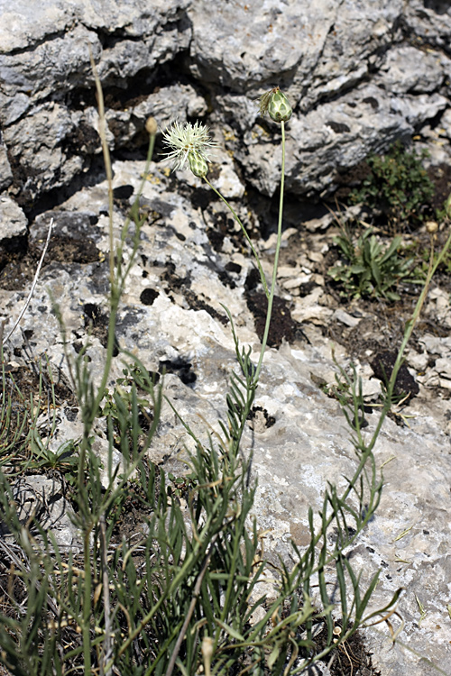 Image of Rhaponticoides kultiassovii specimen.