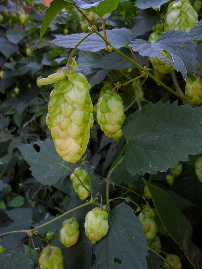 Image of Humulus lupulus specimen.