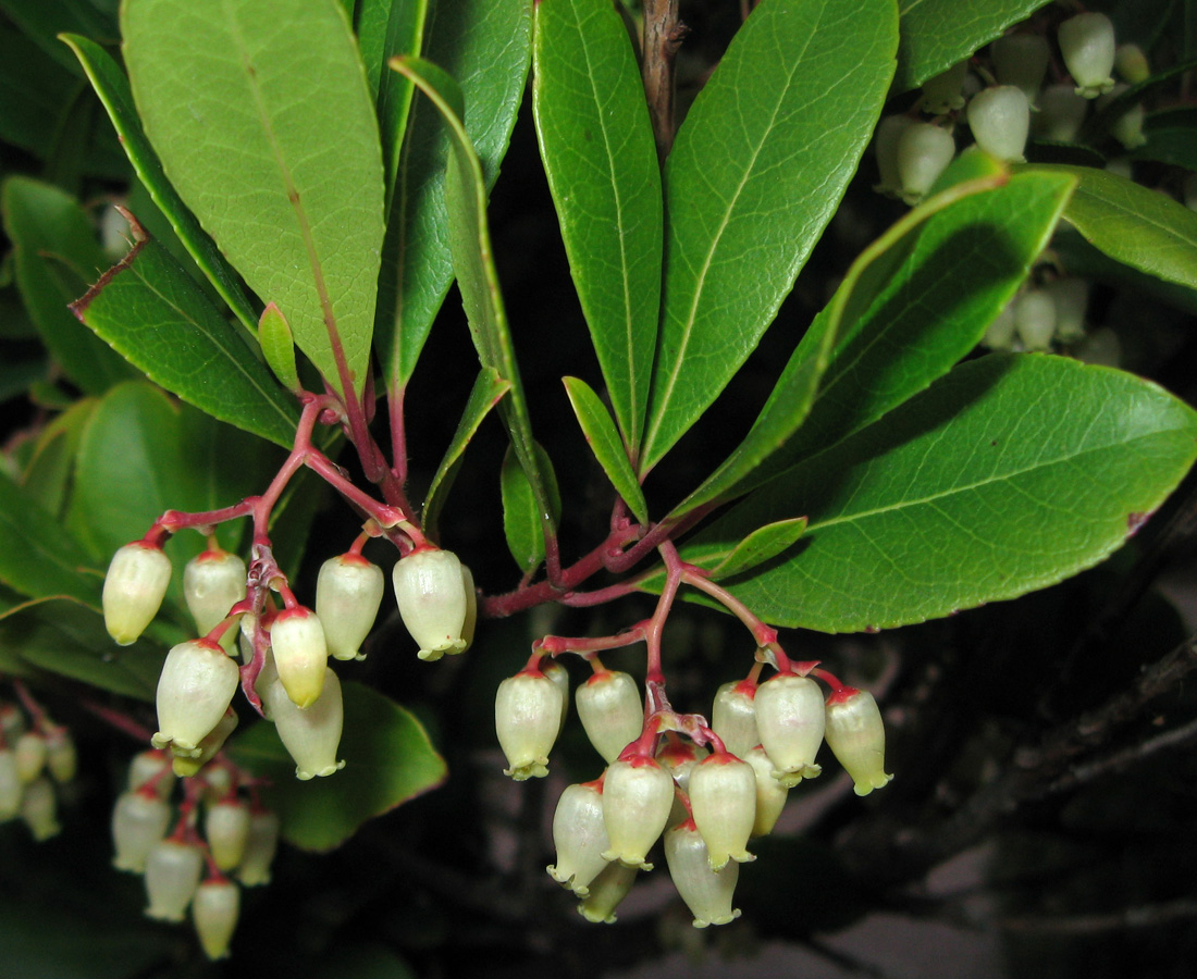 Image of Arbutus unedo specimen.