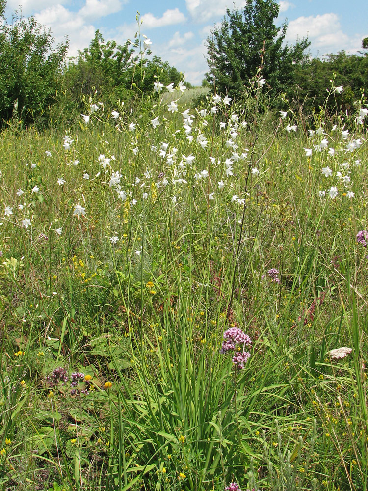 Изображение особи Anthericum ramosum.