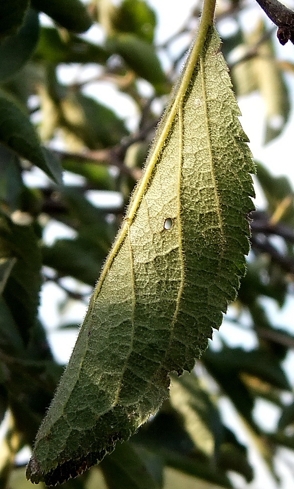 Изображение особи Prunus stepposa.