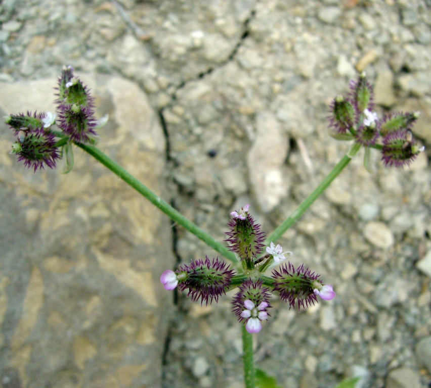 Image of Turgenia latifolia specimen.