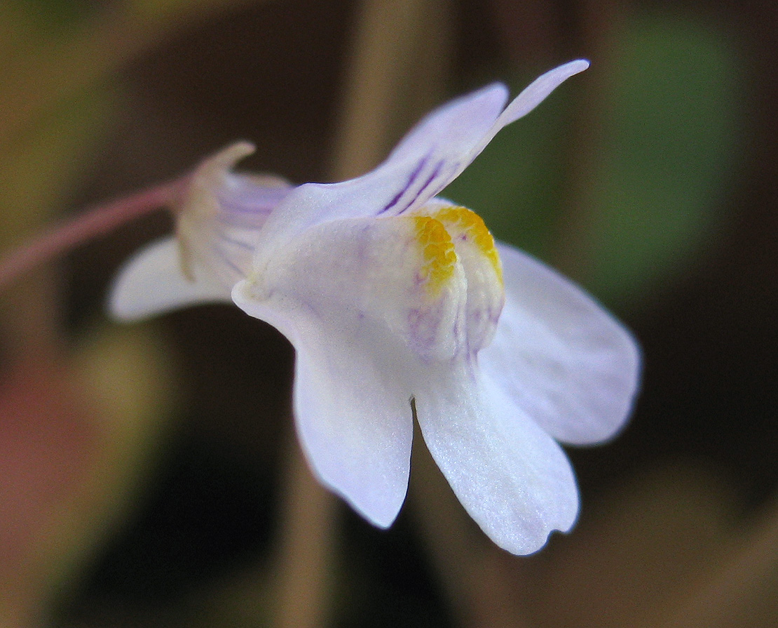 Image of Cymbalaria muralis specimen.