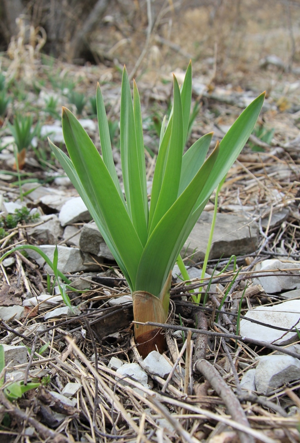 Изображение особи род Eremurus.