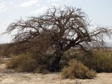 Vachellia tortilis подвид raddiana. Высохшее дерево в пустыне. Вокруг - заросли дерезы (Lycium shawii), на переднем плане куст ежовника (Anabasis). Израиль, долина Арава, сухое русло. 28.05.2011.