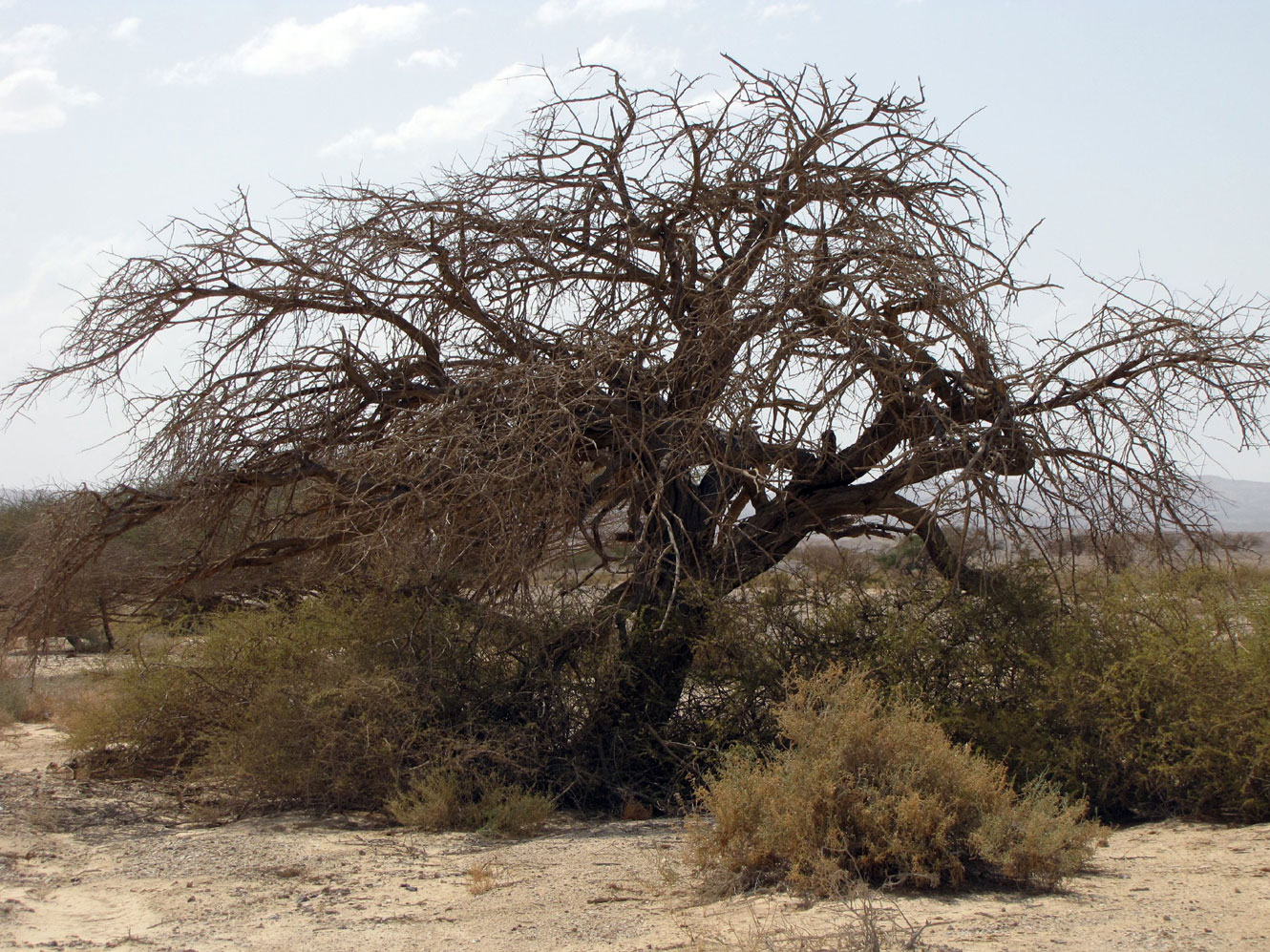 Изображение особи Vachellia tortilis ssp. raddiana.