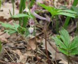 Corydalis paczoskii. Цветущие растения. Крым, гора Северная Демерджи, западный склон, дубовый лес. 20 апреля 2012 г.
