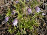 Pulsatilla dahurica