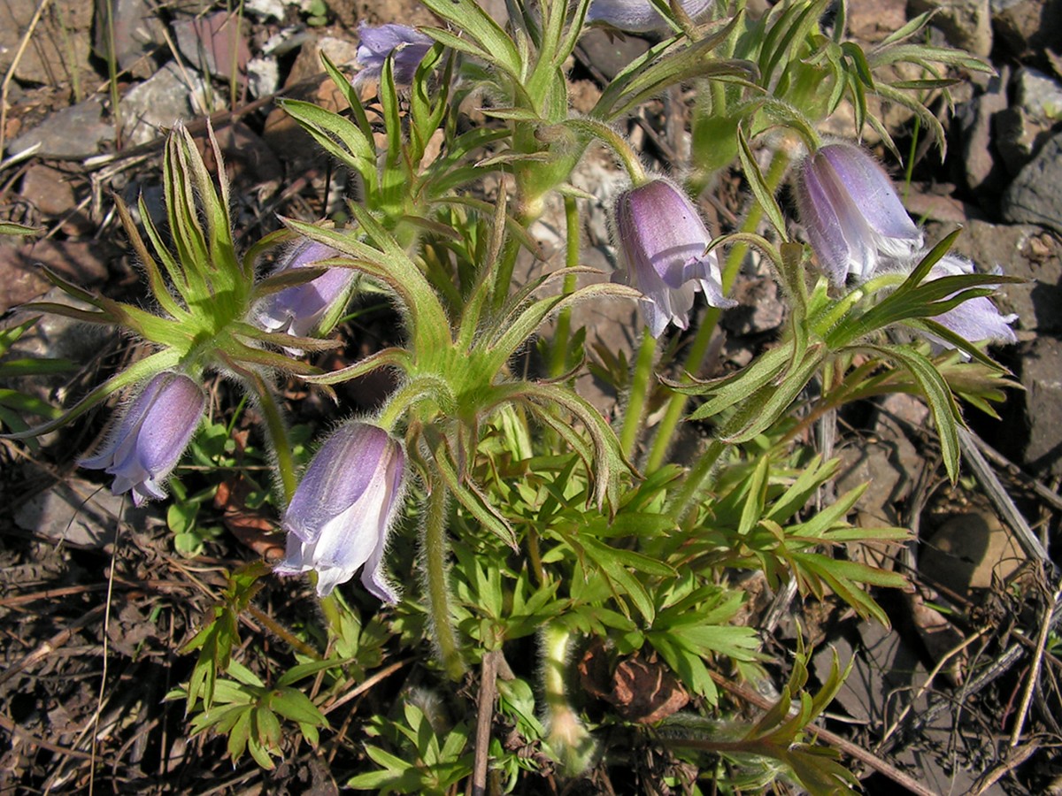 Изображение особи Pulsatilla dahurica.