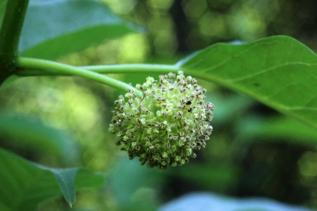 Изображение особи Maclura pomifera.