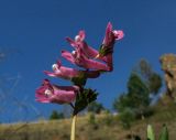 Corydalis subjenisseensis