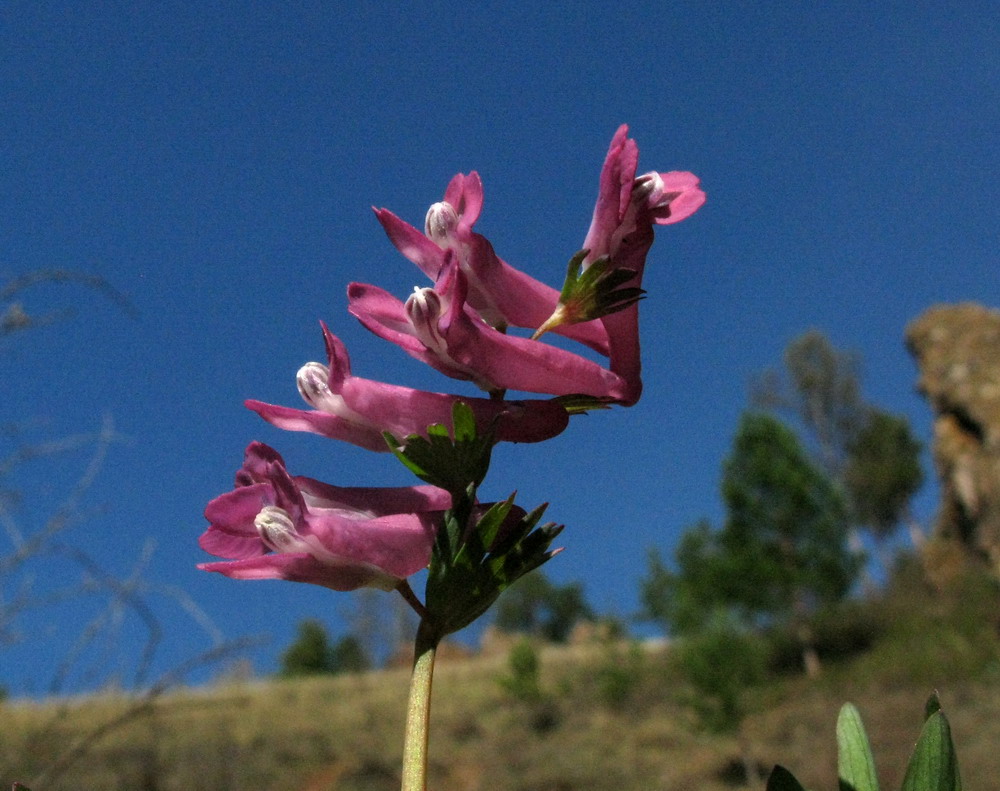 Изображение особи Corydalis subjenisseensis.