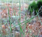 genus Elytrigia. Верхушки побегов с соцветиями. Крым, окр. Балаклавы. 21.05.2012.