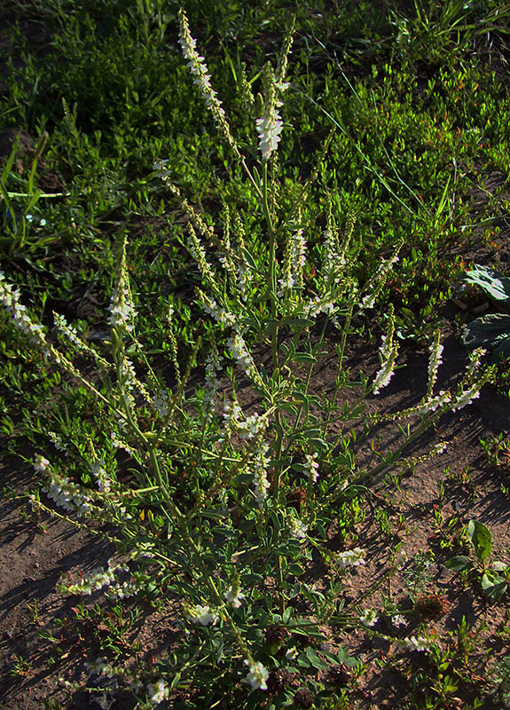 Image of Melilotus albus specimen.