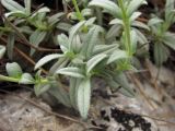 Helianthemum stevenii