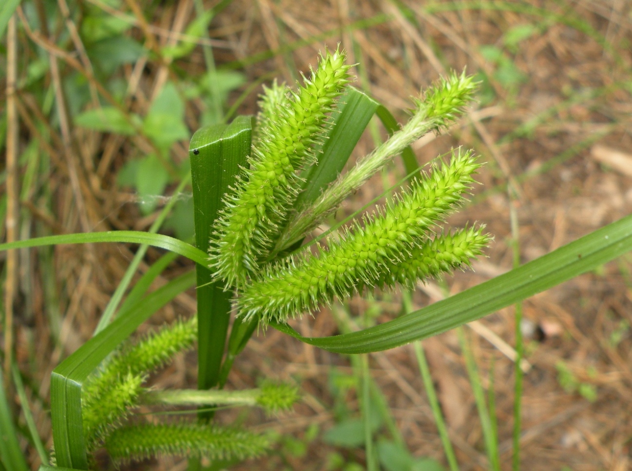 Image of Carex pseudocyperus specimen.