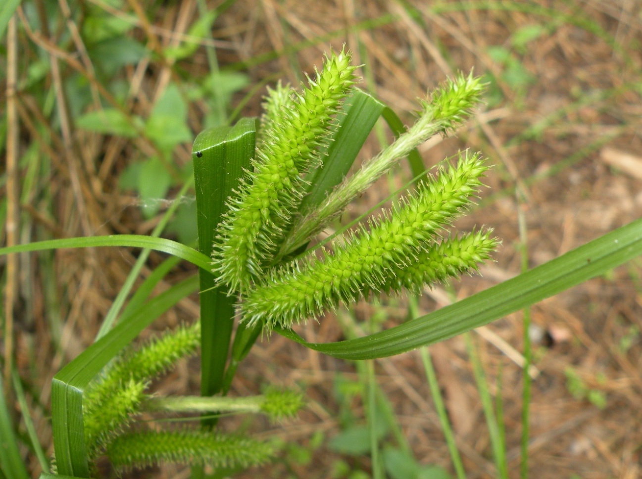 Изображение особи Carex pseudocyperus.