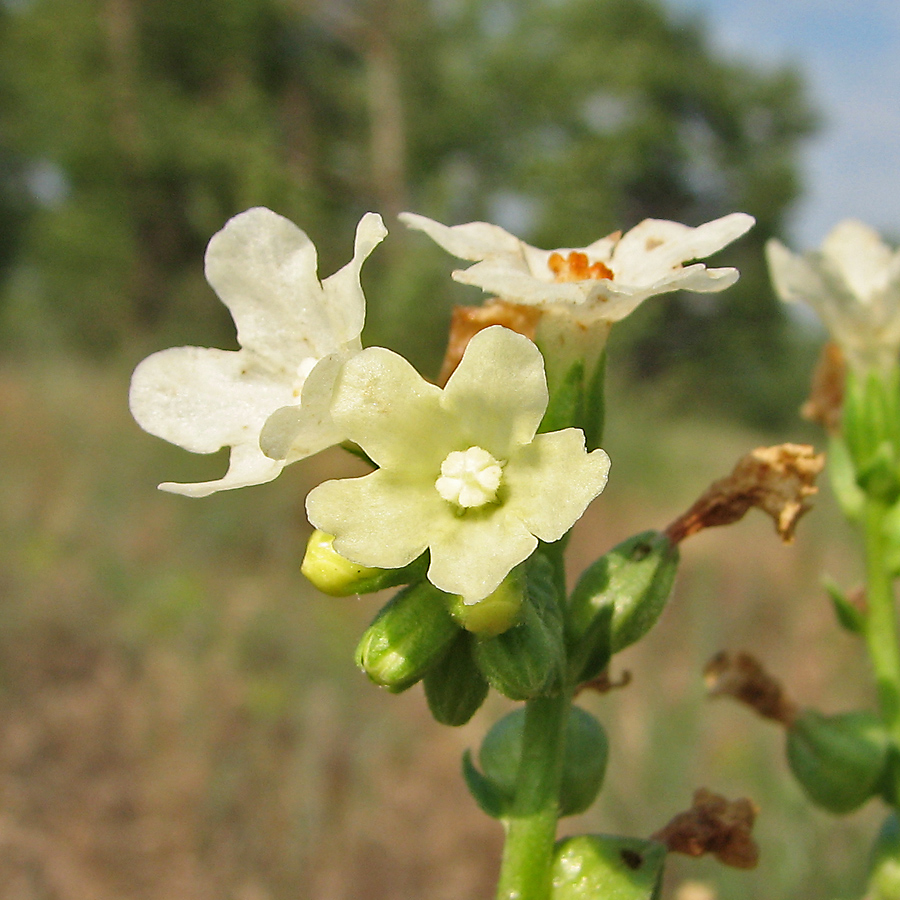 Изображение особи Anchusa popovii.