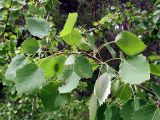 Populus tremula