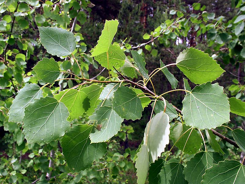 Image of Populus tremula specimen.