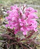 Pedicularis alopecuroides. Цветущее растение. Якутия (Саха), Нерюнгринский р-н, перевал Тит. 09.06.2012.