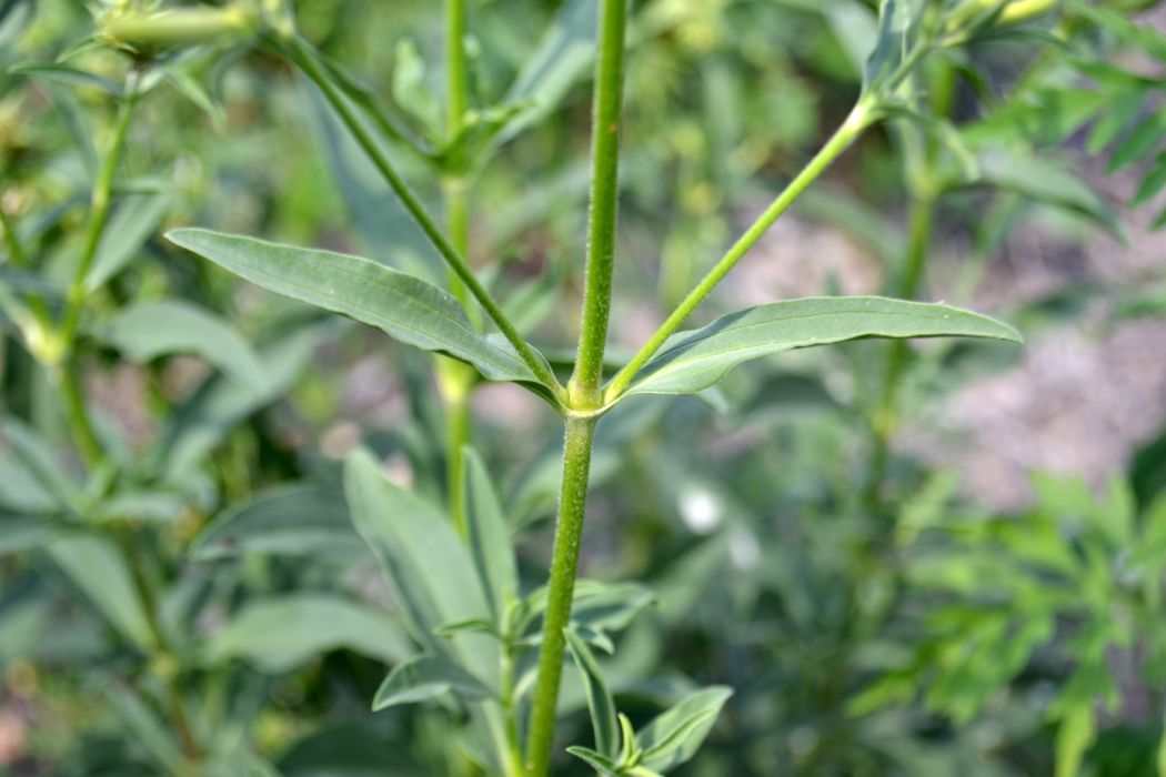 Image of Saponaria officinalis specimen.