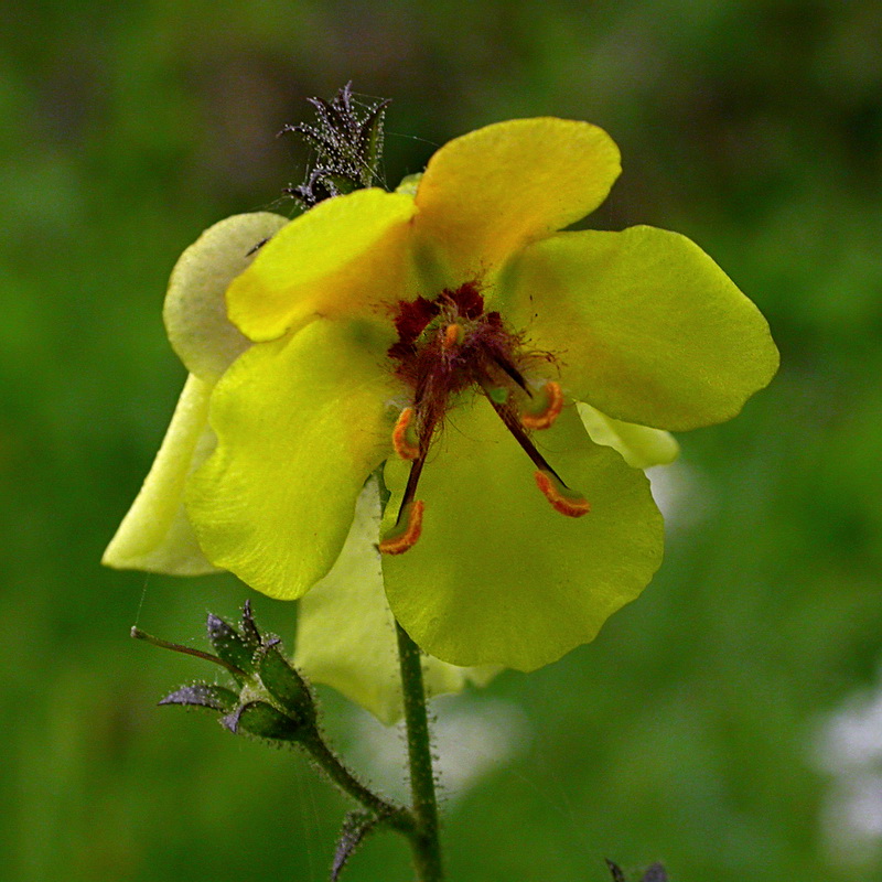 Image of Verbascum blattaria specimen.