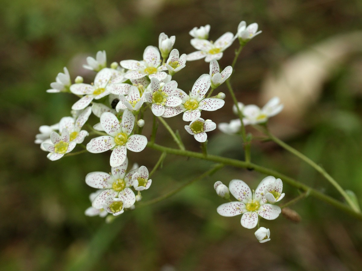Image of Saxifraga cotyledon specimen.