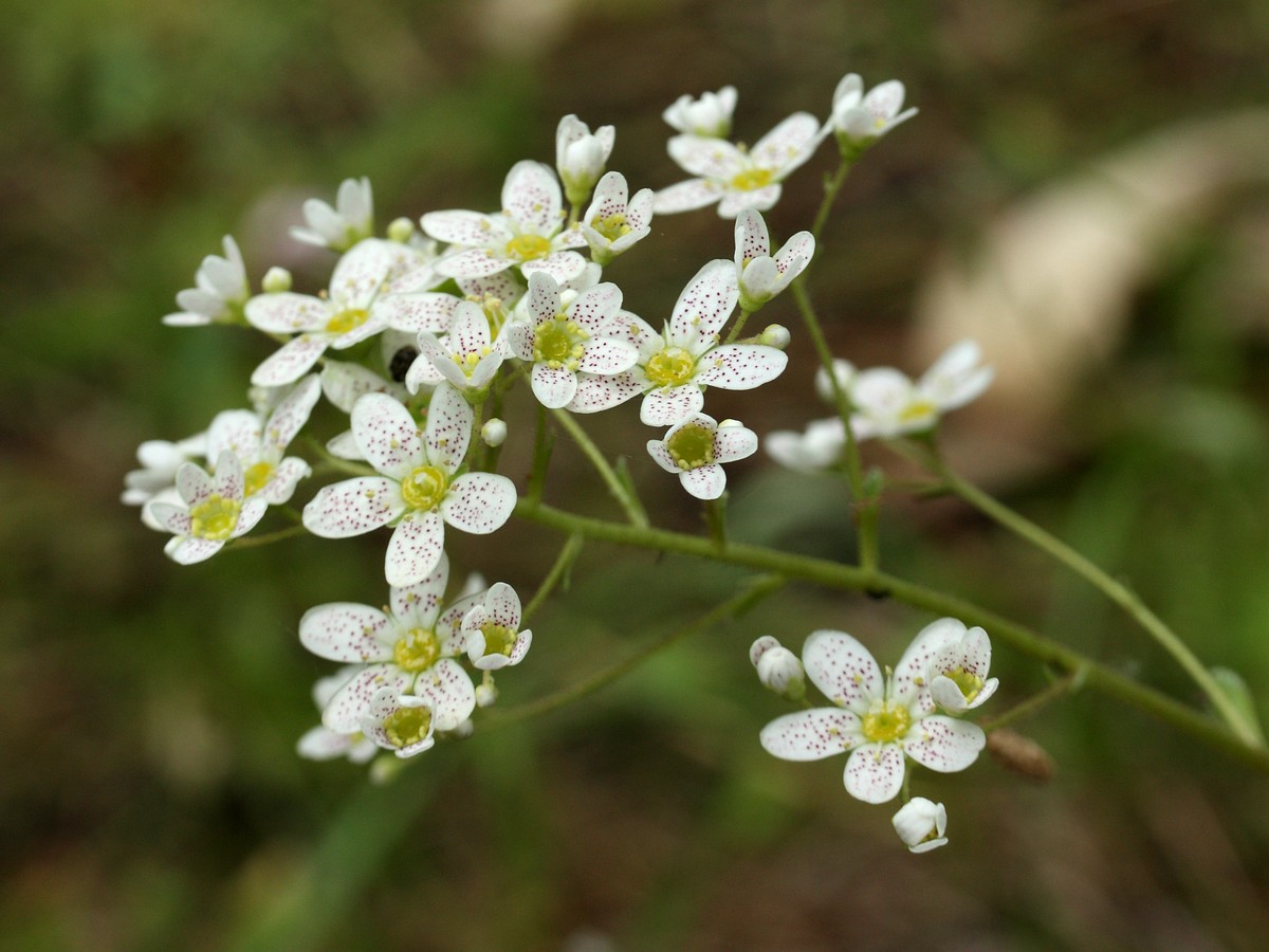 Изображение особи Saxifraga cotyledon.