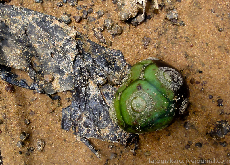 Image of Morinda coreia specimen.